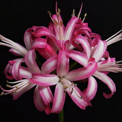 オリジナル品種！ネリネ‘秋の夜灯’ 球根　中球1球