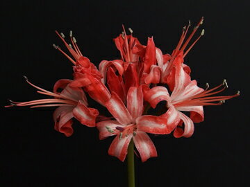 オリジナル品種！ネリネ‘女形’ 球根　中球1球