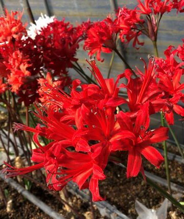 紅の花弁が満開に咲く姿は大輪で圧巻です。花は大ぶりで見応え十分、是非お手元でお楽しみください！高性ですので切花にもおすすめです。光の加減で深紅に見えたり朱紅に見えたりしますが、キラキラと咲く大きな姿は堂々としています。 学名 Nerine cv.‘Flame Red’ 原産地 南アフリカ 花期 10〜11月 草丈 40〜50cm 耐寒性 中（0℃程度まで大丈夫です） 耐暑性 中（夏は半日陰の風通しの良い場所で管理しましょう） 日照 日当りを好みます。 特徴・用途など ネリネの最大の魅力である、キラキラと輝く花弁を楽しむには、やはり切花にして楽しむのが良いでしょう。花持ちも良く、1輪目が咲いてから2週間は咲き続けます。暗い室内よりも、少し日の差す場所に置いた方が、より光り輝く花姿を楽しむことができます。※ネリネは、十分な開花球でも、毎年必ず開花するとは限らず、　年によっては開花しないこともあります。 管理 ネリネは鉢植えでの栽培、特に鉢に球根が ぎっしりと詰まった状態を好みます。球根の増殖に従って鉢のサイズを変えますが、3〜4年放置した方が調子よく咲くようです。 根腐れを防ぐため、深鉢への植え付けは避けましょう。 培養土は、硬質の鹿沼土の中粒を主体に1〜2割の川砂・ピートの混合土が良いでしょう。球根の半分程度が土の上に出るようにして植え付けます。 植え付けの適期は7月上旬〜8月下旬です。植え付け後に水やりをすると球根が腐りますので、球根が動き出すまでは水やりをせず、風通しの良い軒下などで管理します。 9月下旬頃、葉や花の芽が出てきたら、たっぷりと水を与えます。その後の水やりは1週間に2回程度行い、乾燥気味に管理します。 花が終わると、冬から春にかけて球根が生長します。球根を凍らせないよう、0℃以上の場所で管理しましょう。 翌年5月頃から地上部が枯れてきますので、徐々に水やりを減らします。6月以降の休眠期は、球根が乾き切らない程度に時折散水します。 また肥料の与え過ぎは禁物で、1球当たり3−10−10（N.P.K.)を2本指で一つまみ程度を表土に与えれば十分です。 発送状態 球根1球をお送りいたします。商品がお手元に届きましたら、なるべく早く植え付けを行ってください。