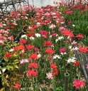 komoriya-nursery:10004713のサンプル画像3
