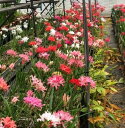 komoriya-nursery:10004713のサンプル画像2