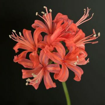 オリジナル品種！ネリネ‘パステル キャンディ’　球根　1球