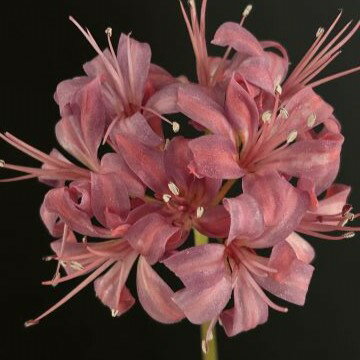 希少！オリジナル品種！ネリネ‘恋しぐれ’ 球根　1球