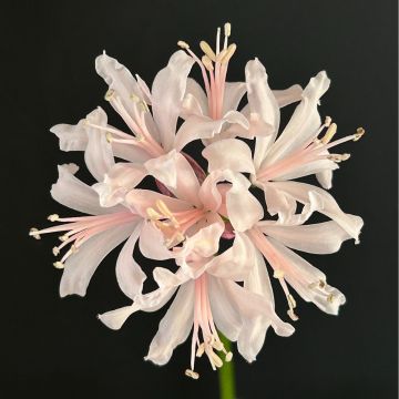 ネリネ　オリジナル品種‘ピンク フェイリー’球根　1球