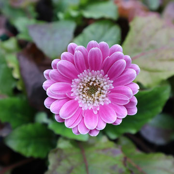 楽天市場】ガーベラ 苗(花・観葉植物|花・ガーデン・DIY)の通販 楽天市場】ガーベラ 苗(花・観葉植物|花・ガーデン・DIY)の通販