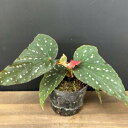 観葉植物 木立性ベゴニアベゴニア ‘クリスティ’ 苗 1ポット