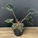 観葉植物 根茎性ベゴニアベゴニア ‘黒鷲(クロワシ)’ 苗 1ポット