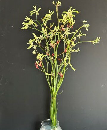 注文をお受けしてからカットし水揚げしてから発送するので、新鮮な花材をお届けできます！こちらのセットは高さ80-85cm内外の束ですので、花瓶にあわせてカットできます。余った枝などは小瓶に飾っていただくと、とてもかわいらしいです。※花が立派ですので折れ等の心配があり、他の球根・株と同梱は出来兼ねます。