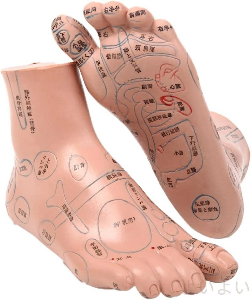 図解 グッズ 模型 【足つぼマッサージ 表 反射区 日本語 あしつぼ 体系的に覚える】練習 足裏マッサージ ダイエット ツボグッズ
