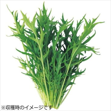 水耕栽培器 Green Farm グリーンファーム 水耕栽培種子 水菜 5袋セット ユーイング UH-LB02-5SET