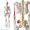 timiland 人体骨格模型 【サスペンションモデル 85cm スタ...(3)