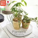 ティディ tidy プランタブル【 送料無料 楽天スーパーSALE お買い物マラソン 公式 正規品  ...