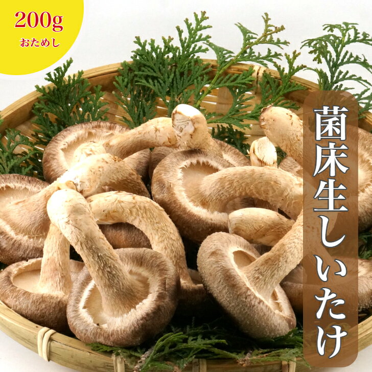 【おためし】 産地直送採れたて どんこ3~5cm 菌床生しいたけ1パック4枚入り×2個 総量約200グラム 山口県産菌床生しいたけ きのこ 椎茸 しいたけ シイタケ トクリン