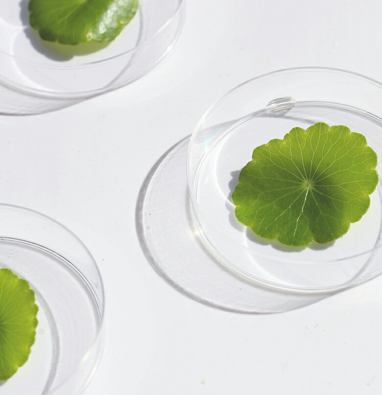 �ĥܥ������ʪ 2ml Centella Asiatica Extract �ĥܥ���������