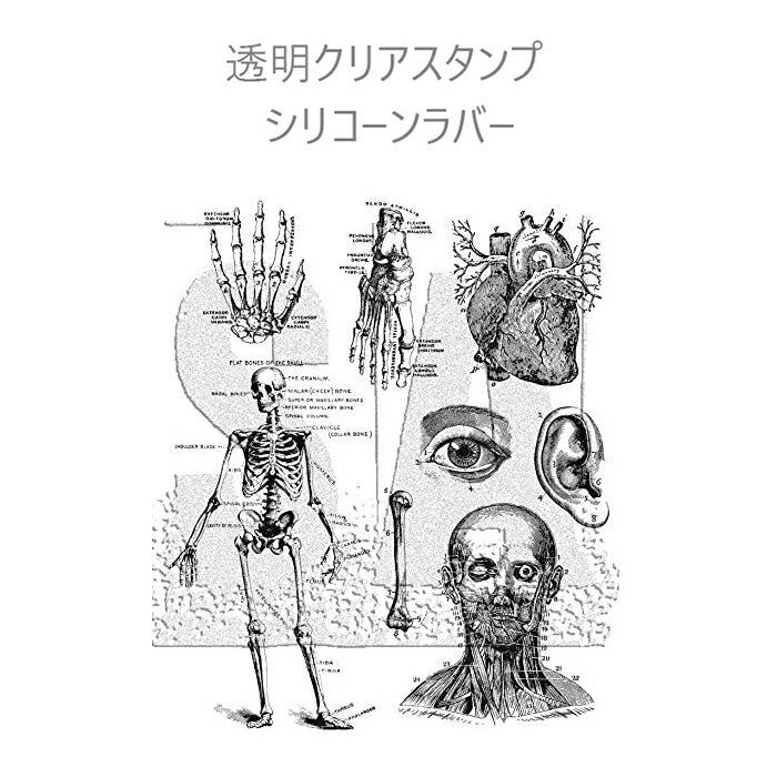 人体解剖 クリアスタンプ シリコーンラバーDIY 台座に貼ってはがせるタイプのスタンプ 日記 旅行 記録 メモ