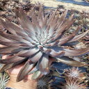 ツメレンゲ(爪蓮華(Orostachys japonica))の種子(韓国産)(60%以上発芽)