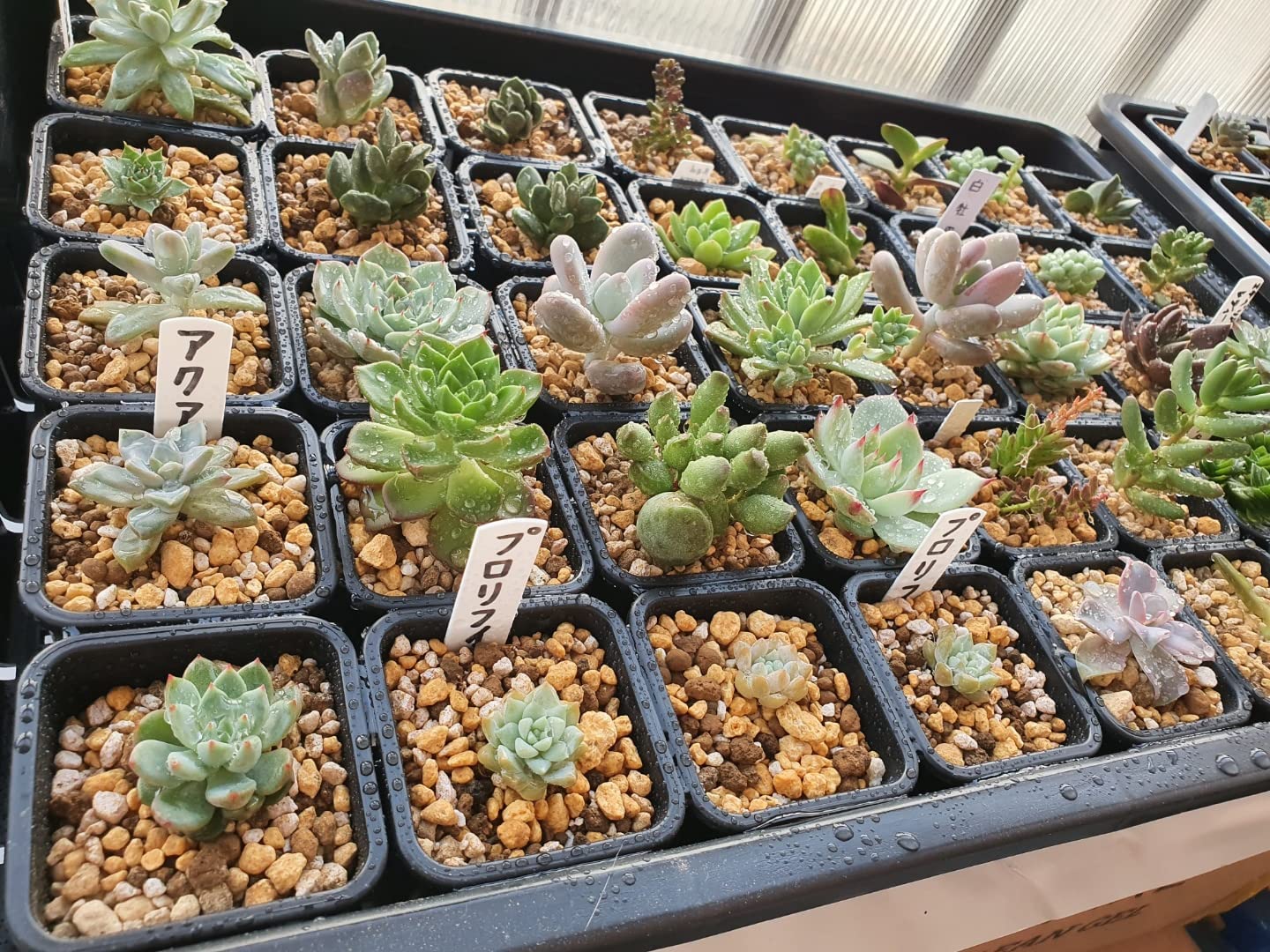 �ץ��ȥݥå� ���ϥݥå� �ĥݥå� ���ܥƥ�ݥå� ���ϥ���ƥ� �֥�å��ץ饹���å�����20�ĥ��å�