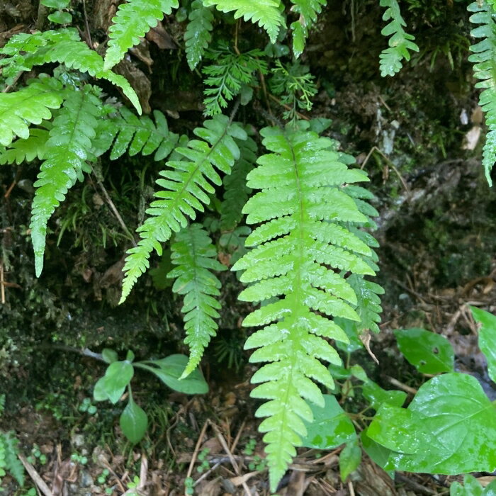 【送料無料】ゲジゲジシダ1つ　送料込　羊歯　日陰　日向　鉢植え　夏緑性　観葉植物　多年草　コニシ農園