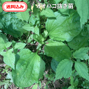 【送料無料】オオバコ抜き苗2つ