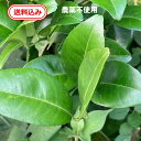柑橘系の葉 約50枚(農薬不使用)