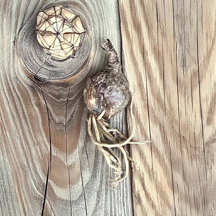 彼岸花球根【小さい球根】1個　リコリス・ラジアータ　掘り出すときに出る小さいもの　冬場の緑　モグラ除け　開花は数年後（午後0時）までに注文当日発送※平日の月〜金曜日　コニシ農園