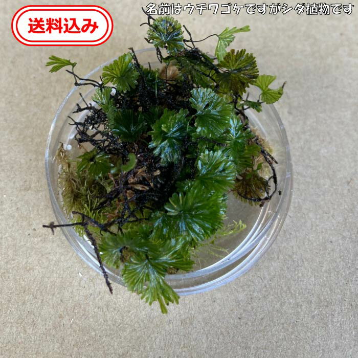 【送料無料】　徳島県産　天然ウチワゴケ送料込み（5cmシャーレに入る量）シダ植物　コケ　苔　シダ　羊歯　テラリウム ボトル栽培　お部屋のインテリア　趣味　栽培　癒し　室内栽培　湿度　LED照明　コニシ農園