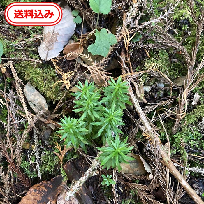 送料無料　天然トウゲシバ5本　とうげしば　トウゲシバ　シダ性植物　湿度　テラリウム　栽培　室内　常緑性　趣味　コニシ農園