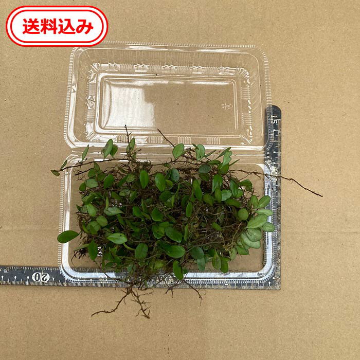 【送料無料】徳島産　マメヅタ9cm×15cmパックに入る量　マメヅタ　マメヅタ (豆蔦) 　マメシダ (豆羊歯) 　マメゴケ (豆苔) 　イワマメ (岩豆) 　マメヅル (豆蔓) 、イシマメ (石豆)鉢植え　常緑のシダの仲間テラリウム　地植え　ビオトープ　コニシ農園