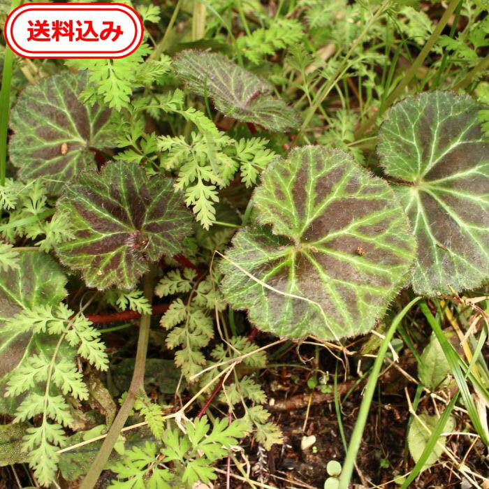 【送料無料】　徳島県産　天然ユキ