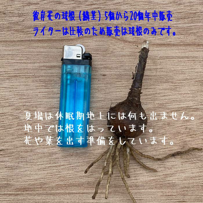 【送料無料】　徳島県産　彼岸花の球根（鱗茎）5個から20個年中販売（リコリス・曼殊沙華）9月の彼岸のころに赤い花を咲かせます。寄せ植え ガーデニング 鑑賞 栽培 庭園菜園　プランター　コニシ農園 3