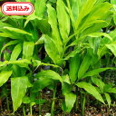 徳島県産 ミョウガの根5本(農薬不使用) 料理 薬味和食 ミョウガダケ プランター栽培 家庭菜園 コニシ農園