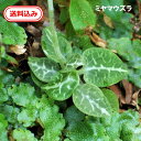 【送料込み】ミヤマウズラ素焼き鉢植え1つ テラリウム コケリウム 苔 コケ 苔テラリウム ビオトープ 室内栽培 屋外栽培 蘭 ラン コニシ農園