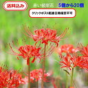 　徳島県産　彼岸花の球根（鱗茎）5個から20個年中販売（リコリス・曼殊沙華）9月の彼岸のころに赤い花を咲かせます。寄せ植え ガーデニング 鑑賞 栽培 庭園菜園　プランター　コニシ農園