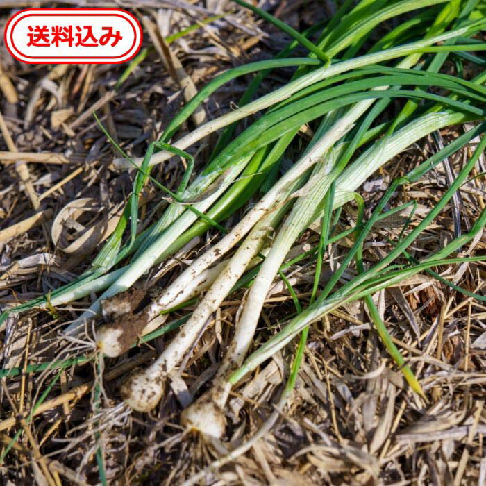 【送料無料】　徳島県産　ノビル6個送料込【化学肥料、農薬、除草剤未使用】ノビル　野蒜　のびる　料理　家庭菜園　…