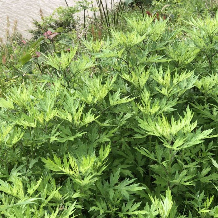 徳島産　ヨモギ苗2つ【化学肥料、農薬、除草剤未使用】　自生　よもぎ　ヨモギ　蓬　よもぎ酒　鉢植え　プランター栽培　露地栽培　趣味　家庭菜園　精油　ハーブ　染物　コニシ農園のサムネイル