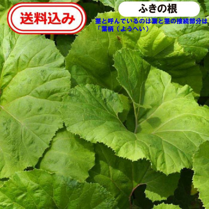 【送料無料】徳島産 ふきの根【地下茎】2つ 天然 農薬不使用 自生 フキの根 蕗の根 フキノトウ フキ ふき 蕗 鉢植え プランター 露地栽培 趣味 家庭菜園 コニシ農園