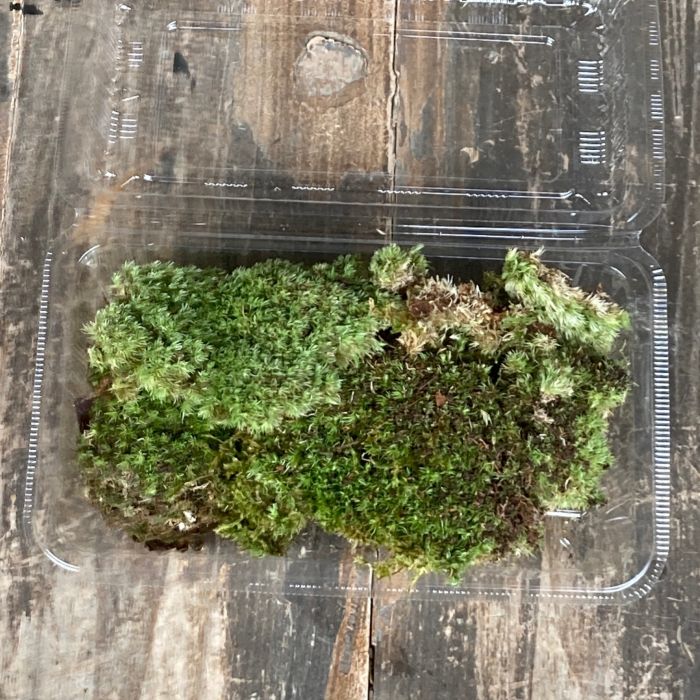 ������̵����ŷ����ޥ����ʥۥ��Х����ʥ��������縩�� ��ʸ��μ� �ߺ� �ݶ� �ƥ�ꥦ���� 9��15cm�ѥå�ʬ ����å��ݥ���ȯ��