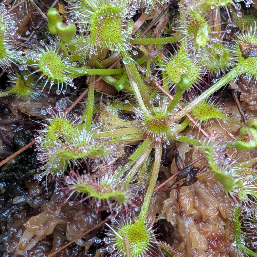 小型モウセンゴケ（種類不明）2株｜自宅栽培｜食虫植物｜数量限定