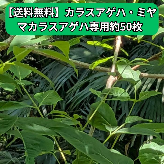 無農薬 キハダの葉 約50枚 ・ハリギリの葉約20枚　蝶 幼虫 飼育用 エサ 昆虫 観察用品 自然採取、※キバネセセリ用、ハリギリの葉数ないので限定です。約20枚セットも選択できます。