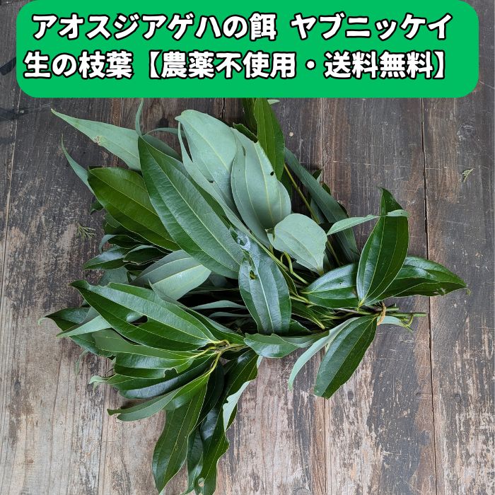 【新鮮・無農薬】アオスジアゲハの幼虫の餌 ヤブニッケイ 生の枝葉 10本（約100g〜150g）【送料無料】