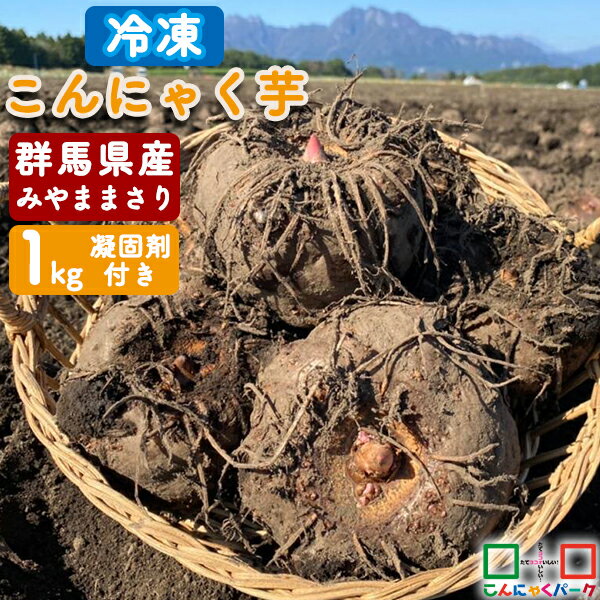 【2024年度秋〜冬収穫|期間限定】【ランキング1位獲得】 こんにゃく芋 冷凍 群馬県産 みやままさり 生芋こんにゃく 手作りこんにゃく 産地直送 1kg 凝固剤10gサービス こんにゃくパーク