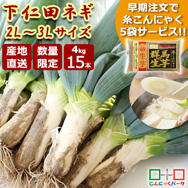 11/30迄のご注文で生芋糸こんにゃく5袋サービス！下仁田ねぎとセットですき焼きの具材におすすめ★群馬県から産地直送 冬限定 下仁田葱　【予約販売｜12/8～12/22までに発送】 下仁田ネギ 2025年度産 太くて美味しい2L〜3Lサイズ！ 贈答品にもおすすめ 4kg 下仁田ねぎ 15本入り 2Lサイズ 3Lサイズ 下仁田葱 特産セット 大きい 群馬県産 産地直送 こんにゃくパーク ND-15【ランキング1位獲得】【数量限定】