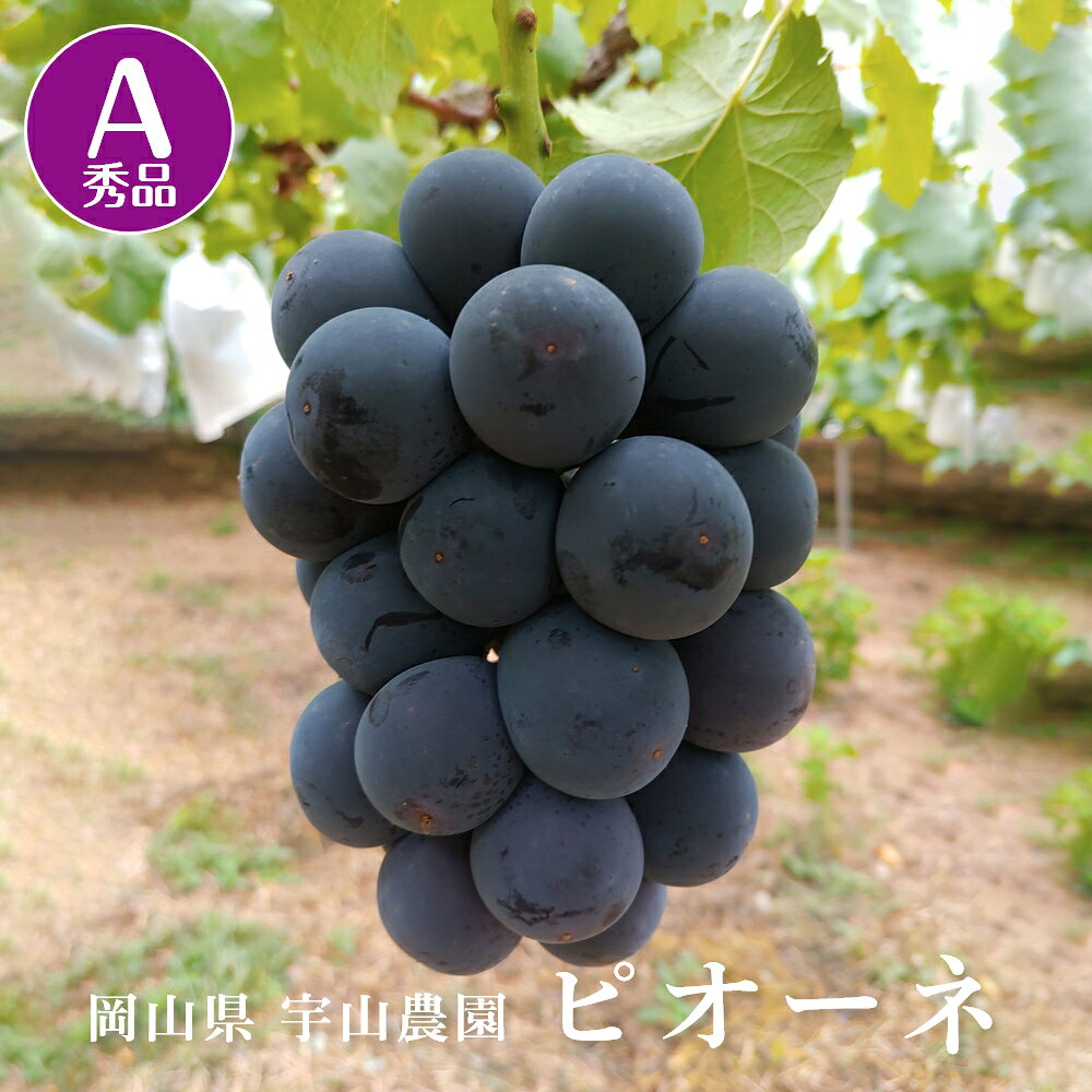 【予約商品】 9月下旬 - 10月初旬予定 【配送について】 産地直送、クール便での配送となります。 【商品情報】 ニューピオーネ A（秀品） 1箱2kg（約 3 - 5房） 販売元　チーム宇山農園 年によって、収穫時期も異なり、多少前後する場合もあります。 さらに、粒の大きさも異なる為、房数は、あくまでも例年の参考までとして、ご了承の程、何卒、よろしくお願い申し上げます。関連商品【予約商品】ニューピオーネ B（優品） 2kg 入り 3 - 5房 岡...【予約商品】厳選 ニューピオーネ 2kg 入り 3 - 5房 岡山県産...【予約商品】ぶどうアソートBOX（優品） 2kg 3種類 岡山県産 ぶ...8,000円9,400円8,800円【予約商品】瀬戸ジャイアンツ 桃太郎ブドウ 2kg(3 - 5 房入り...【予約商品】安芸クィーン 2kg 3 - 4房入り 岡山県産 中粒種 ...【楽天1位】【予約商品】 翠峰 2kg 3 - 4房入り 種なし 大粒...8,800円8,400円8,000円【予約商品】オーロラブラック 2kg（3 - 5房入り） 岡山県産 ぶ...【予約商品】シャインマスカット 岡山 晴王 2kg（3 - 5房入り）...【楽天1位】【予約商品】 特選 アソートBOX 3種類以上 岡山県産 ...8,000円9,400円9,800円【楽天1位】 介護シューズ レディース メンズ 室内 幅広 甲高 外履...【楽天1位】 快歩主義 アサヒシューズ L011 レディース 女性用 ...【楽天1位】 ドリア しらす 惣菜 冷凍食品 レンジ 温めるだけ レン...8,760円8,760円8,820円ニューピオーネ A（秀品） 2kg 入り 3 - 5房 お届け 9月下旬 - 10初旬ごろ予定 巨峰とカノンホールマスカットのかけ合わせで誕生しました。ピオーネを改良し、更に大粒で食べやすくなりました。生産技術に対して日本全国で年間1団体のみに贈られる、日本農業大賞を表彰された、お墨付きのピオーネです。すべて種なしですが、まれに種が入ることがあります。天候により、収穫時期がズレる場合があります。ご容赦ください。 大粒で食べ応えがあり、爽快なマスカット香気を持ち、多汁で味わい深い強い甘さを持つ、大変人気があるぶどうです。