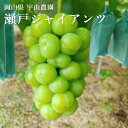瀬戸ジャイアンツ 桃太郎ブドウ 2kg(3 - 5 房入り) 岡山県産 種なし 皮ごと食べれる シャインマスカット 最高級品 クール便 宇山農園 2025年10月中旬以降お届け
