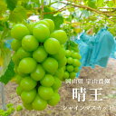 シャインマスカット 岡山 晴王 2kg(3 - 5房入り) 岡山県産 ぶどう 葡萄 種なし マスカット 最高級品 2025年9月末 - 10月中旬お届け プレゼ...