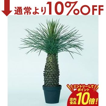 【エントリーでP10倍！クーポン有！スーパーSALE】ユッカ ロストラータ 観葉植物 多肉植物 インテリアグリーン おしゃれ オシ...