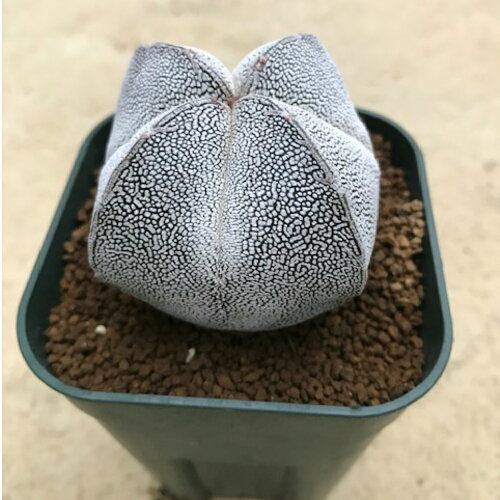 Nhkせかほしタイ珍奇植物 鈴木亮平juju滝藤賢一 アート ユニーク 魅惑の植物を探す旅 タイ 世界はほしいモノにあふれてる バイヤー 竹岡篤史 Honey Lemon Spice Nhkせかほしタイ珍奇植物 鈴木亮平juju滝藤賢一 アート ユニーク 魅惑の植物を探す旅 タイ 世界はほしいモノにあふれてる バイヤー 竹岡篤史 Honey Lemon Spice
