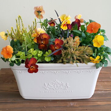 【送料無料】季節の寄せ植え季節の花苗 ギフト 贈り物ガーデン 鉢植え 誕生日 お歳暮