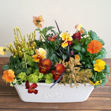 【送料無料】季節の寄せ植え季節の花苗 ギフト 贈り物ガーデン 鉢植え 誕生日 お歳暮