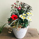 【イエローとレッド系の明るい寄せ植え】季節の寄せ植え 鉢植え プランター 苗 寄せ植え おしゃれ かわいい 華やか プレゼント ギフト 贈り物 ガーデン 新築祝...